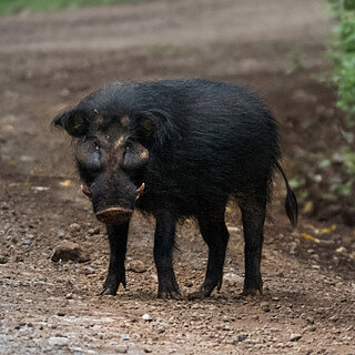 Bale Mountains - Harenna - Giant forest hog